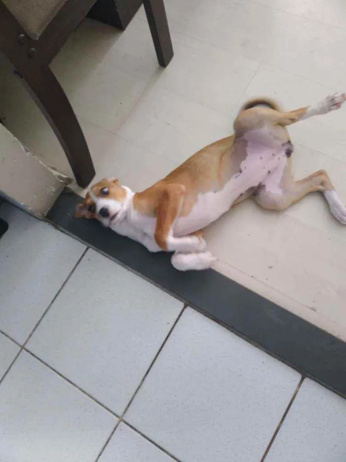 Cachorro ra a SRD idade 2 a 6 meses nome Cristal