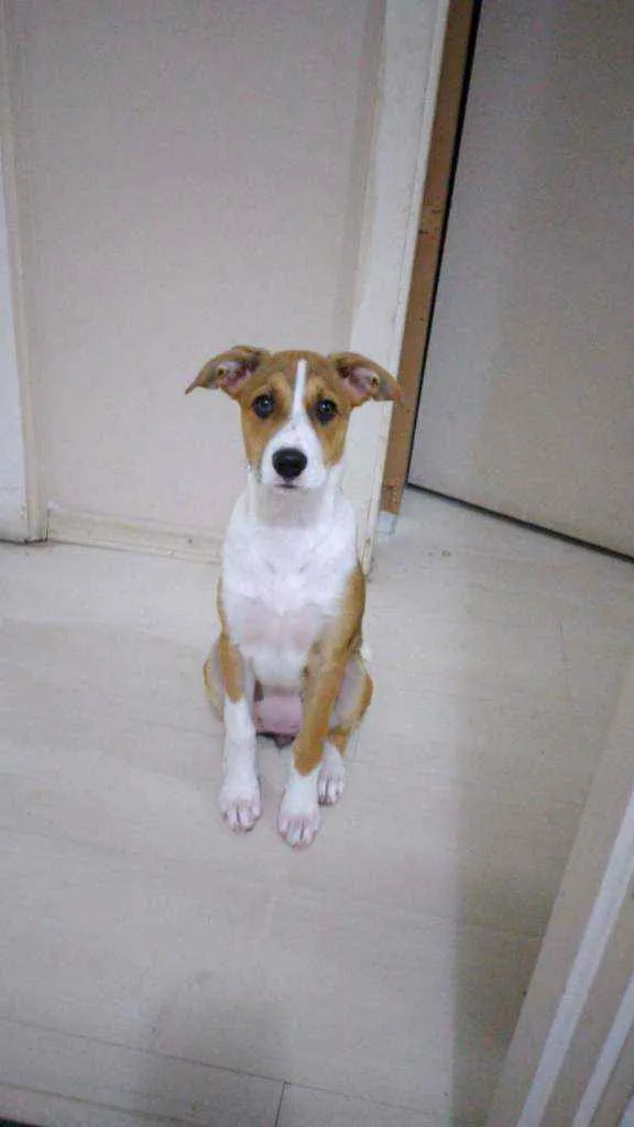 Cachorro ra a SRD idade 2 a 6 meses nome Cristal