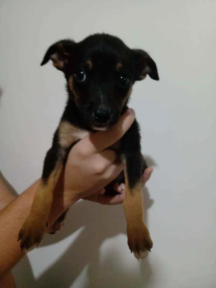 Cachorro ra a SRD idade 2 a 6 meses nome Ram