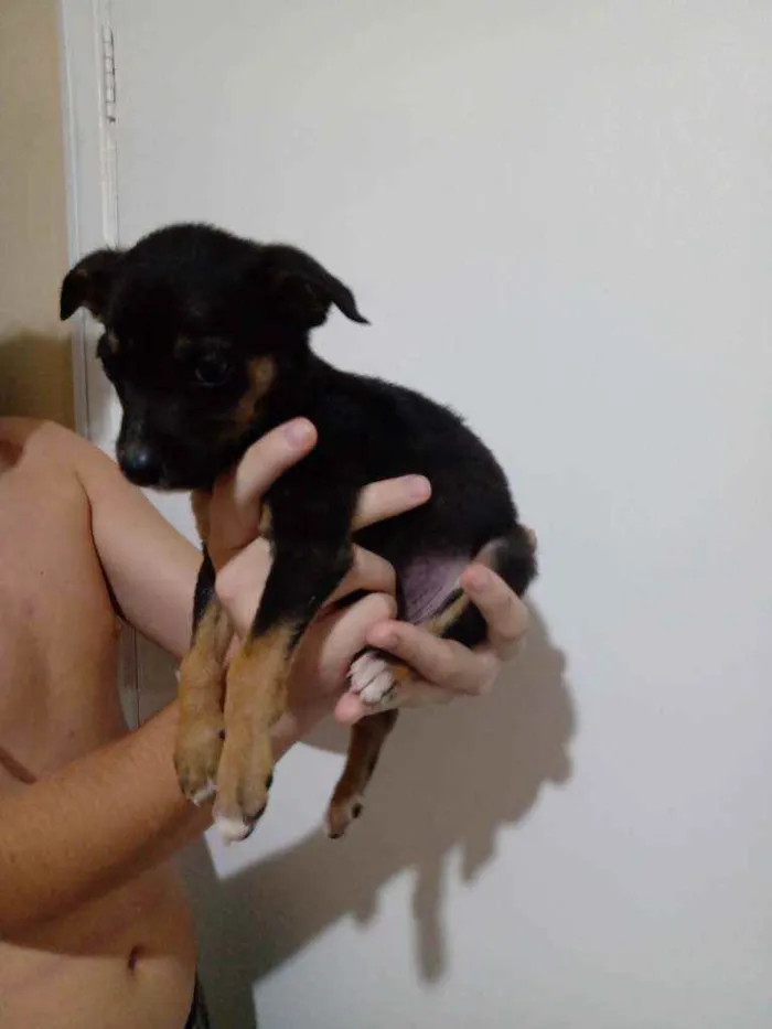 Cachorro ra a SRD idade 2 a 6 meses nome Ram