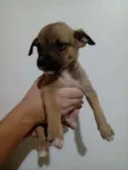 Tim