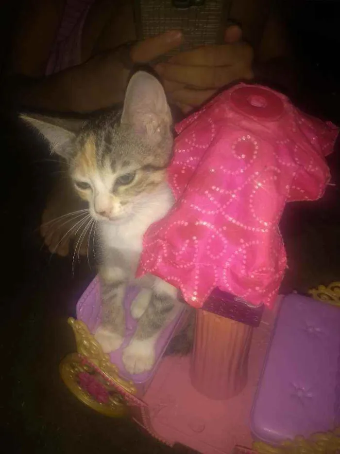 Gato ra a Sem raça determinadas  idade 2 a 6 meses nome Sem nome