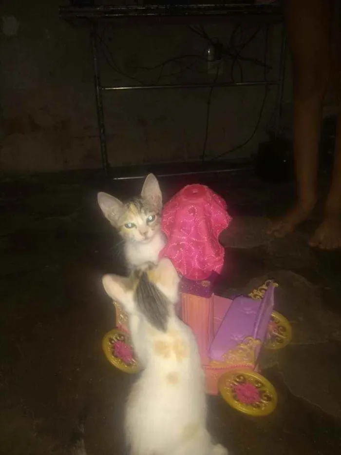 Gato ra a Sem raça determinadas  idade 2 a 6 meses nome Sem nome