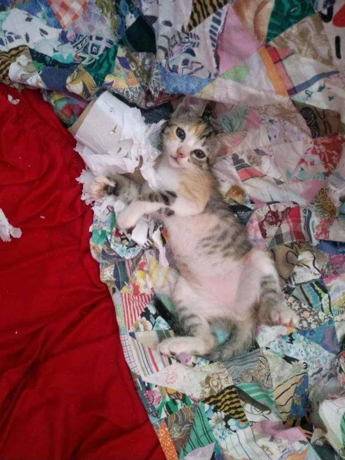 Gato ra a Sem raça determinadas  idade 2 a 6 meses nome Sem nome