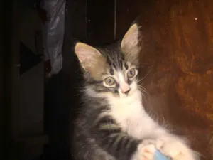 Gato raça  idade 2 a 6 meses nome Dobby 