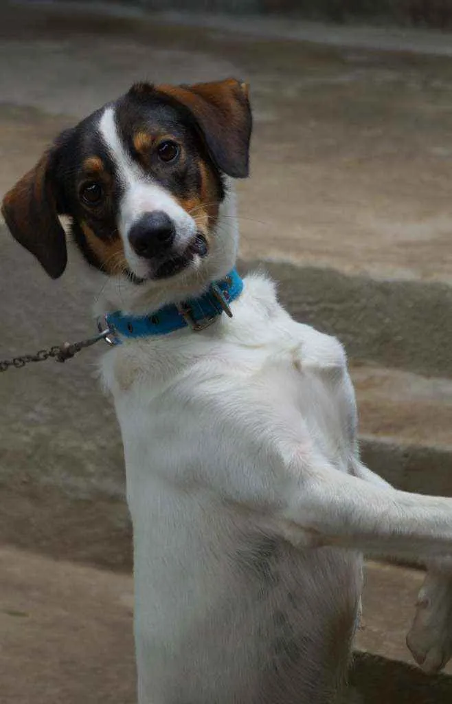 Cachorro ra a Vira lata idade 1 ano nome Thor