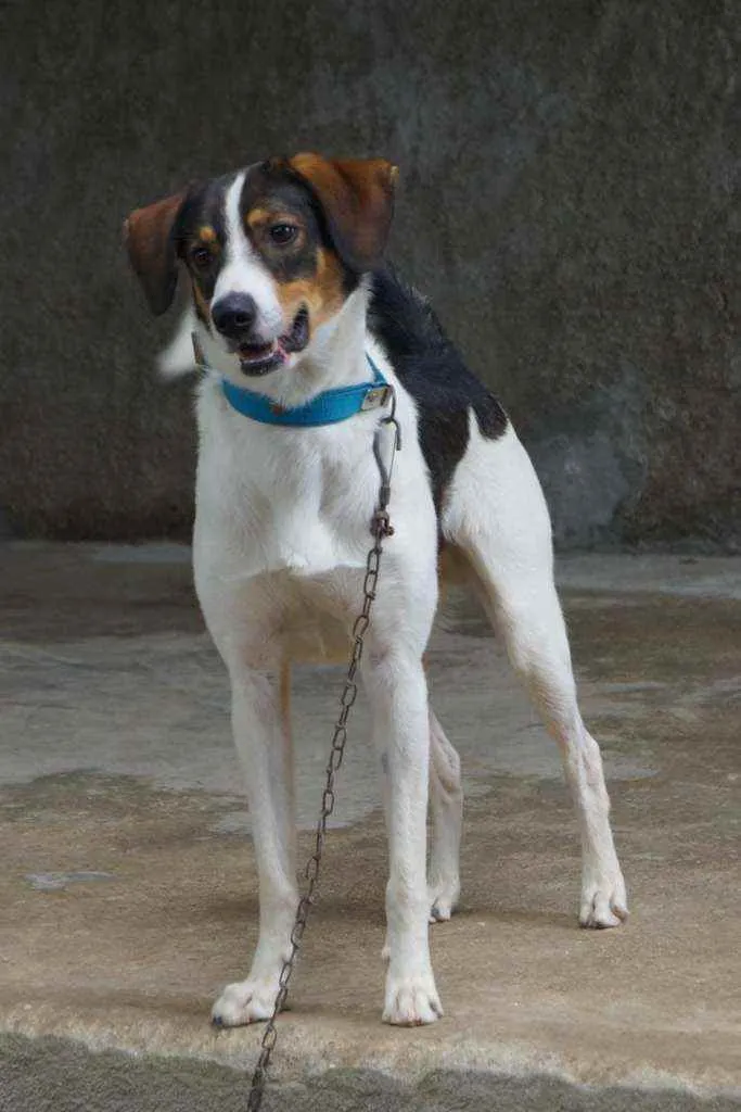 Cachorro ra a Vira lata idade 1 ano nome Thor