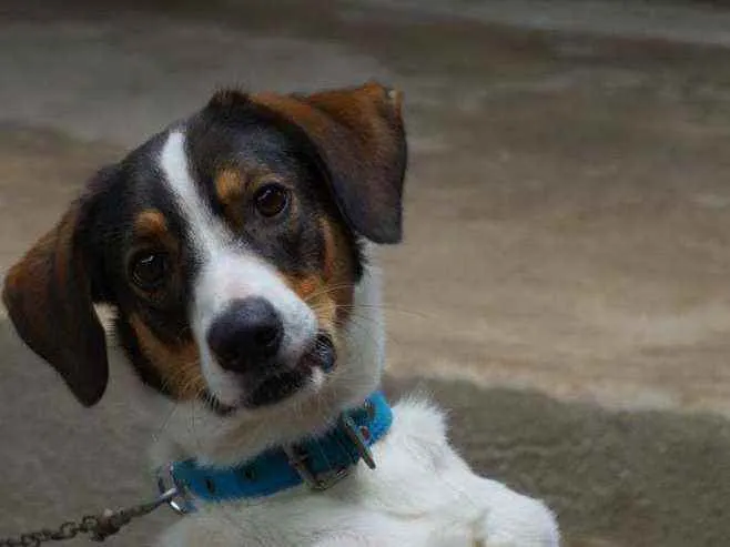 Cachorro ra a Vira lata idade 1 ano nome Thor