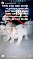 Gatinhos