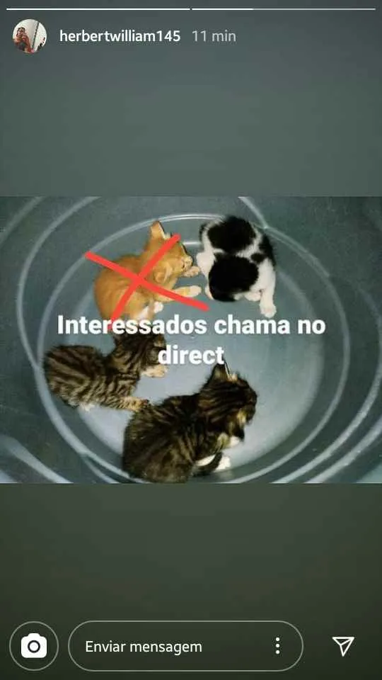 Gato ra a SRD idade Abaixo de 2 meses nome Gatinhos