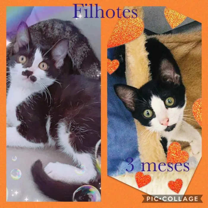 Gato raça Srd idade 2 a 6 meses nome Casal de gatinhos 