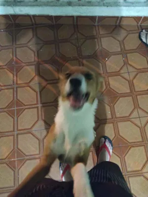 Cachorro raça Vira lata idade 2 a 6 meses nome Lola