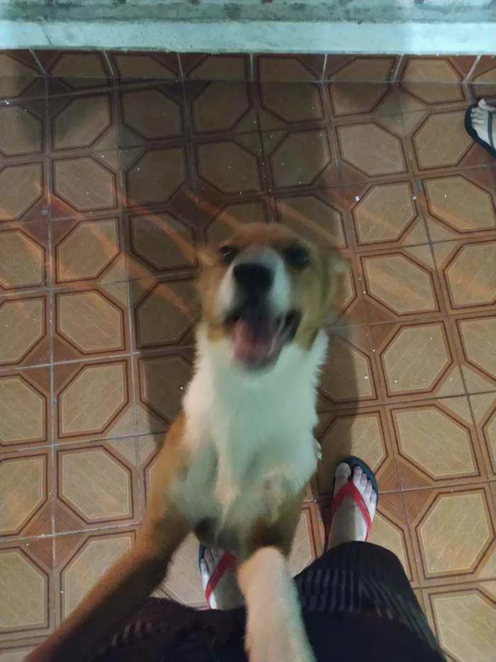 Cachorro ra a Vira lata idade 2 a 6 meses nome Lola