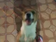 Lola
