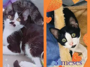 Gato raça Srd idade 2 a 6 meses nome Casal de gatinhos 