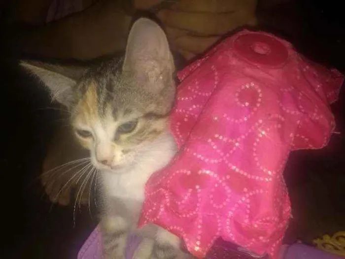 Gato ra a Sem raça determinadas  idade 2 a 6 meses nome Sem nome