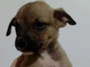 Cachorro raça SRD idade 2 a 6 meses nome Tim