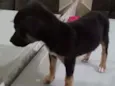 Ram