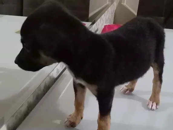 Cachorro ra a SRD idade 2 a 6 meses nome Ram
