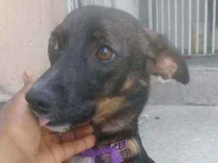 Cachorro ra a SRD idade 2 a 6 meses nome Pepa