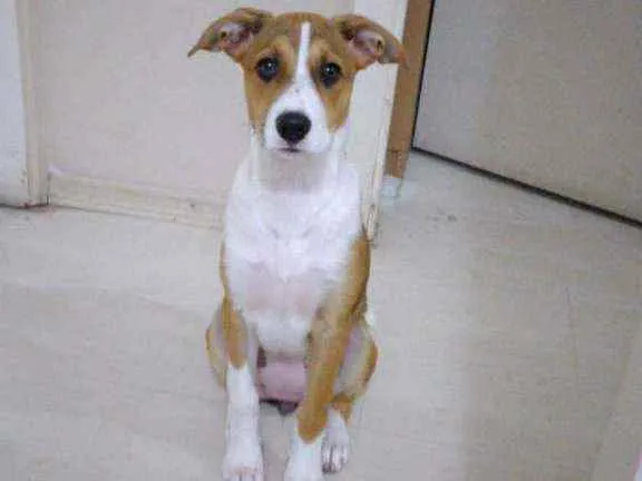 Cachorro ra a SRD idade 2 a 6 meses nome Cristal