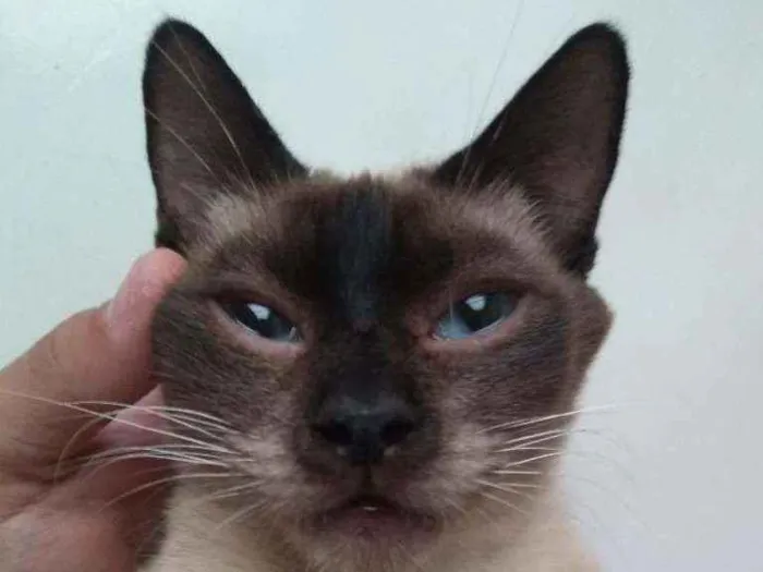 Gato ra a Siamesa idade 3 anos nome Sia