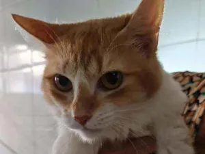 Gato raça SRD idade 2 anos nome Sophia