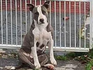 Cachorro raça Stanfordshire Terrier idade 3 anos nome Aimê