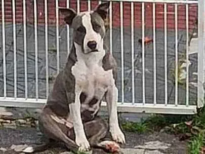 Cachorro ra a Stanfordshire Terrier idade 3 anos nome Aimê