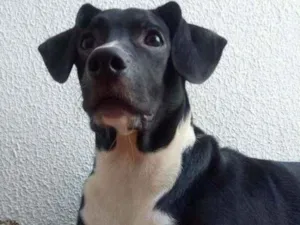 Cachorro raça Vira lata idade 2 a 6 meses nome Raul