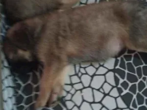 Cachorro raça Sem raç idade Abaixo de 2 meses nome Não tem nome