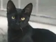 Salem
