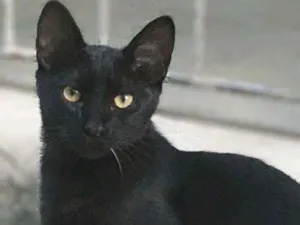 Gato raça SRD-ViraLata idade 2 a 6 meses nome Salem