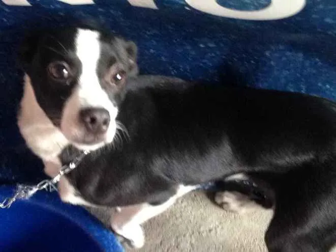 Cachorro ra a SRD idade 7 a 11 meses nome Lupita