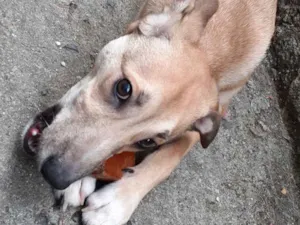 Cachorro raça SRD idade 7 a 11 meses nome Leon