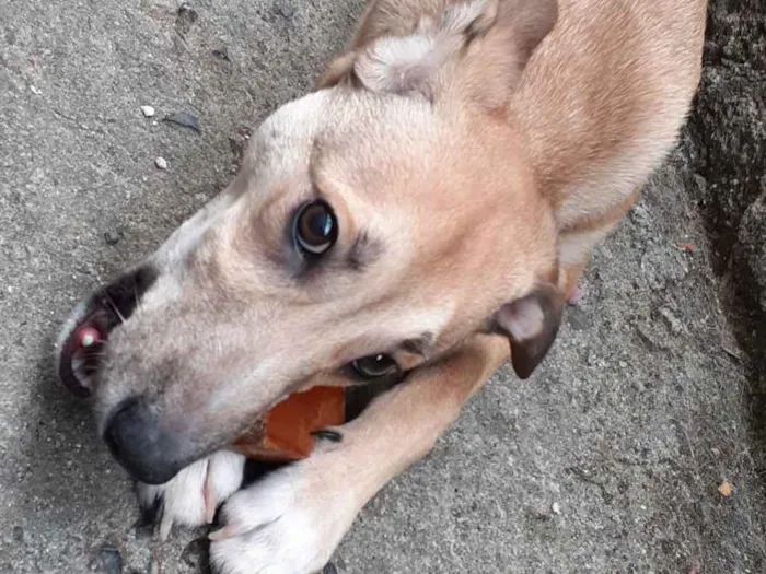Cachorro ra a SRD idade 7 a 11 meses nome Leon