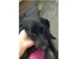 Belinha