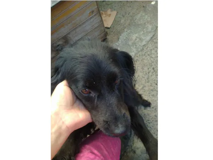 Cachorro ra a Mistura cocker idade 2 anos nome Belinha