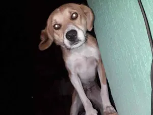 Cachorro raça SRD idade 3 anos nome Billy 