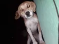 Cachorro raça SRD idade 3 anos nome Billy 
