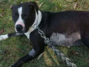 Cachorro raça Pitbull com boxter idade 2 anos nome Estrela 