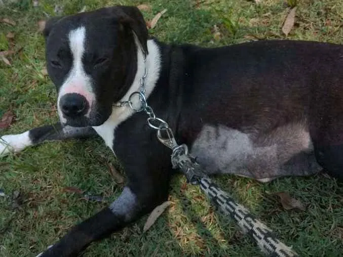 Cachorro ra a Pitbull com boxter idade 2 anos nome Estrela