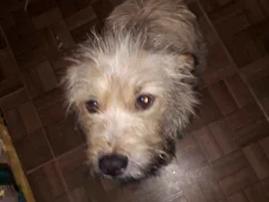 Cachorro raça SRD idade 2 anos nome Princesa 