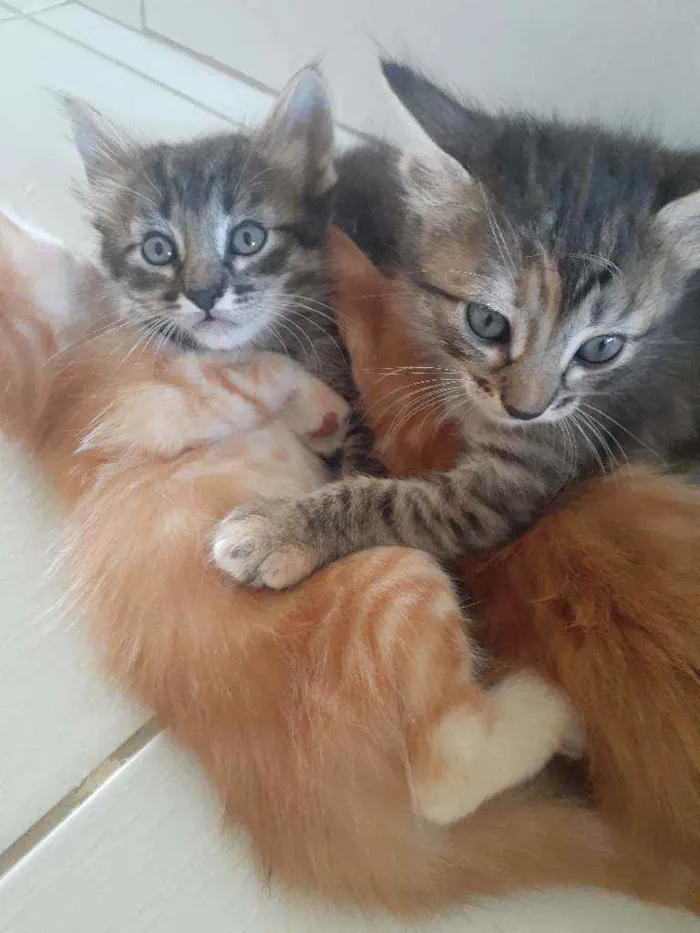 Gato raça Vira lata idade 2 a 6 meses nome Bartô, Leopoldo, Mag