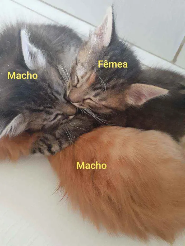 Gato raça Vira lata idade 2 a 6 meses nome Bartô, Leopoldo, Mag