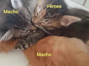 Gato raça Vira lata idade 2 a 6 meses nome Bartô, Leopoldo, Mag