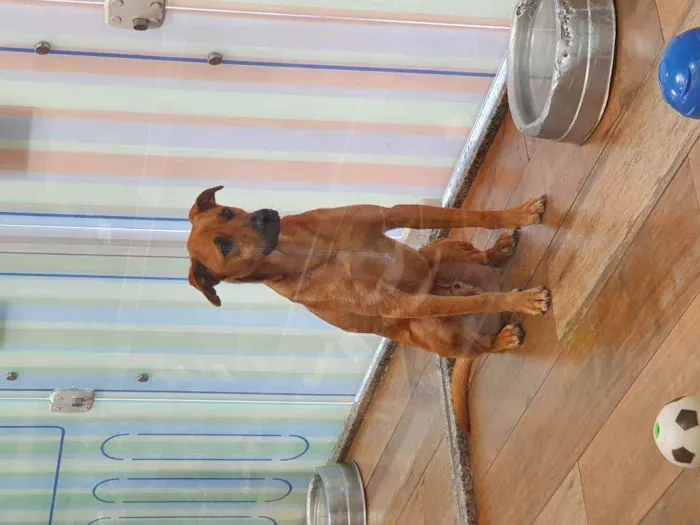 Cachorro ra a SRD idade 1 ano nome CARAMELO 
