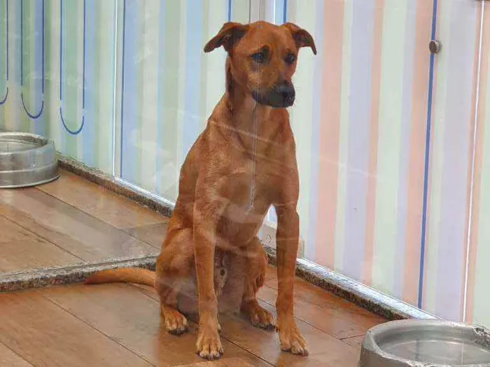 Cachorro ra a SRD idade 1 ano nome CARAMELO 