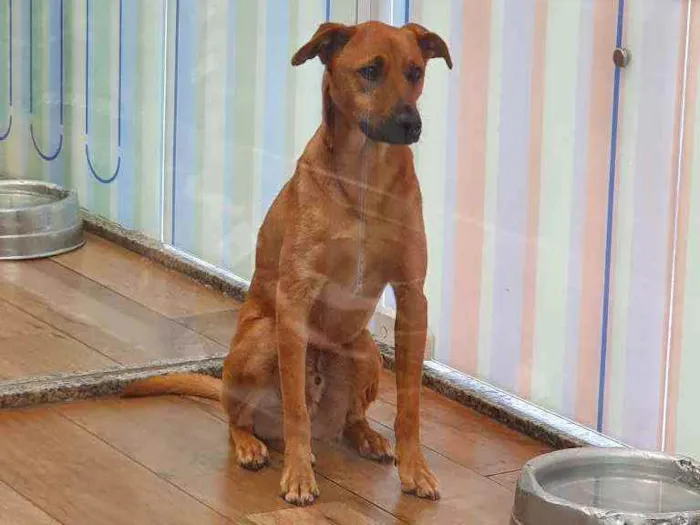 Cachorro ra a SRD idade 1 ano nome CARAMELO 