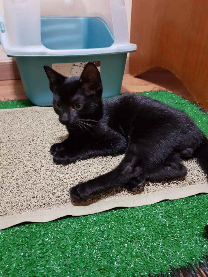 Gato ra a SRD idade 2 a 6 meses nome Valentim